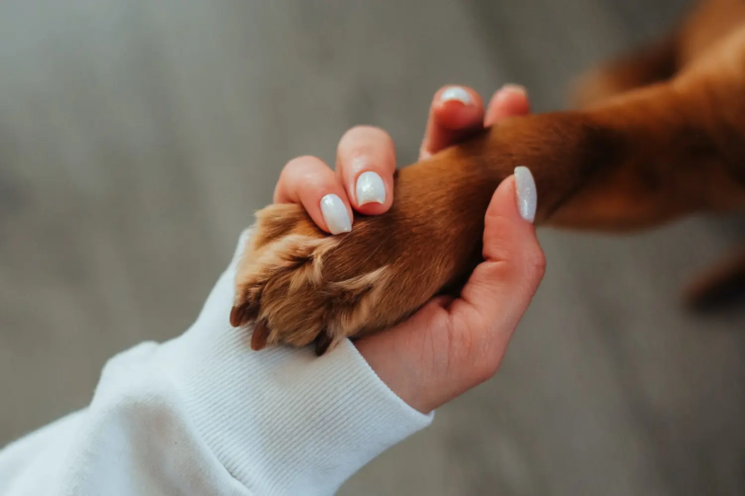Frau hält Hundehand in der Hand