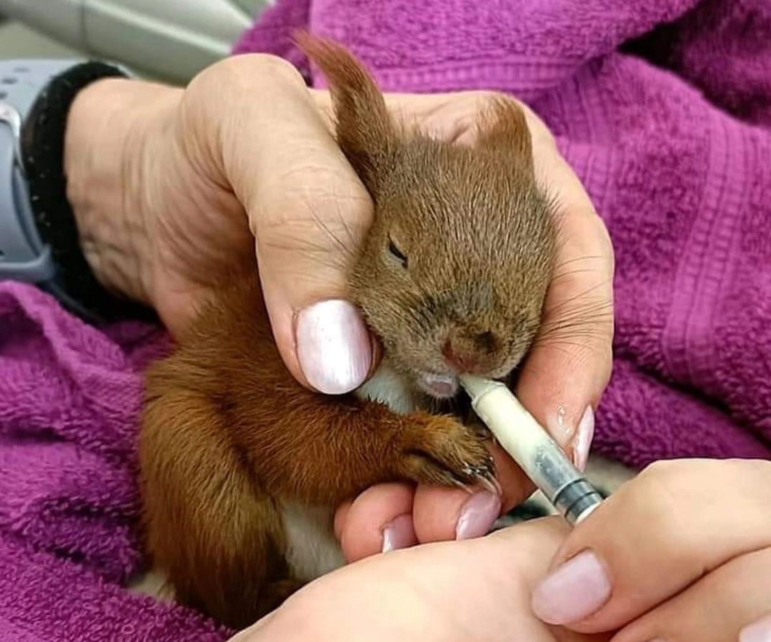 Frau füttert Eichhörnchen mit einer Spritze