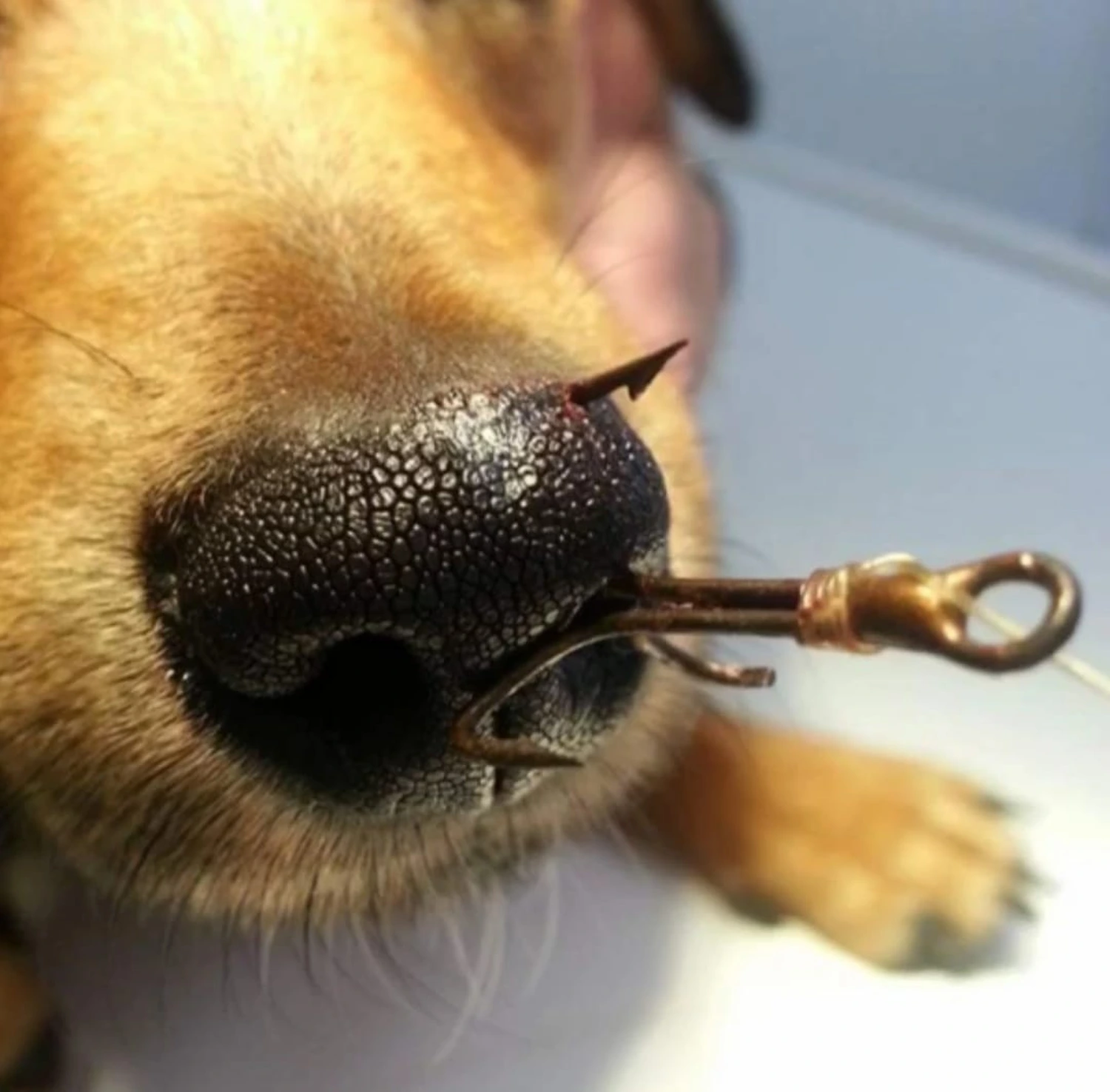 Angelhaken steckte in der Nase des Hundes fest
