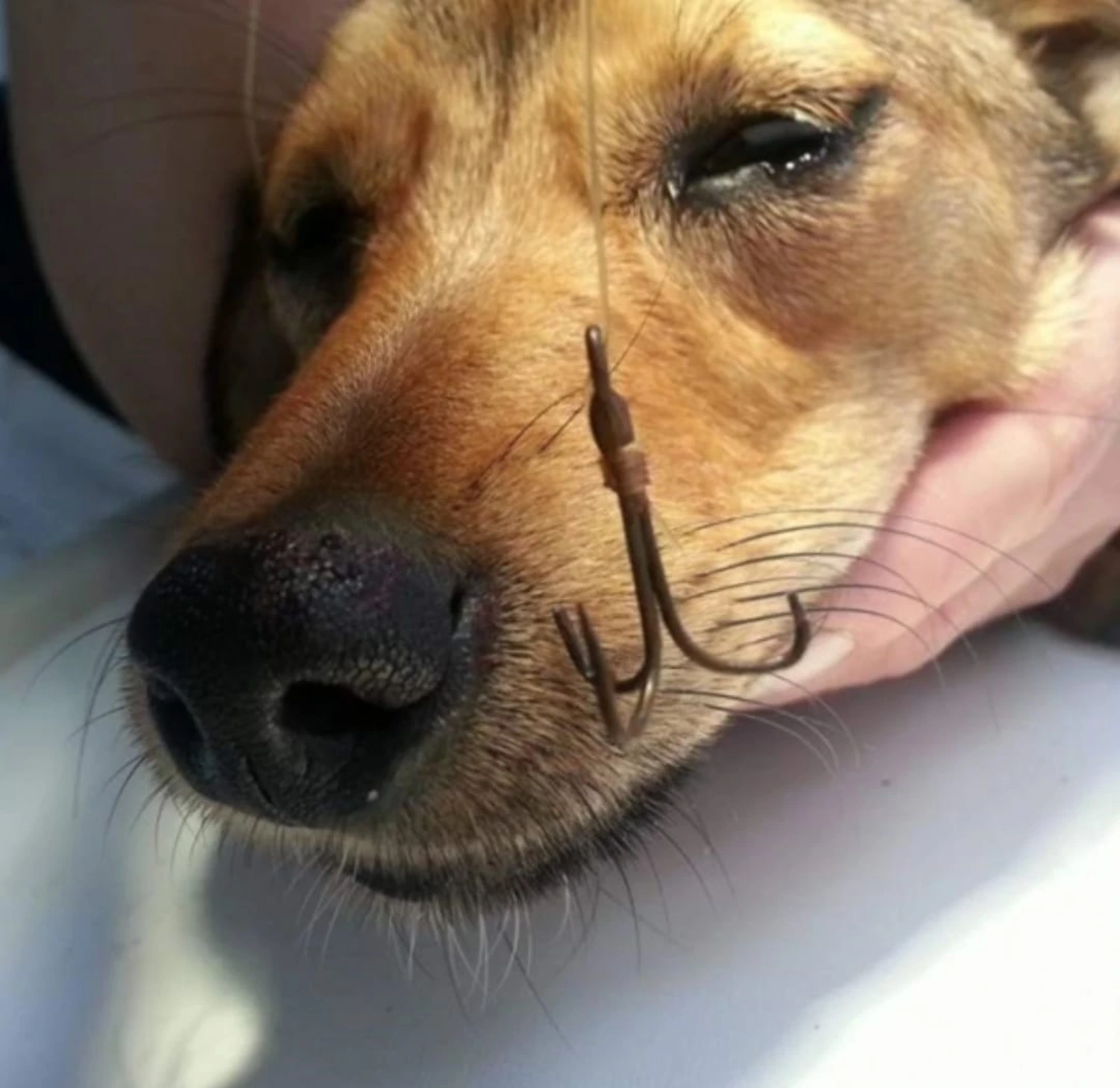 Angelhaken aus der Nase des Hundes genommen