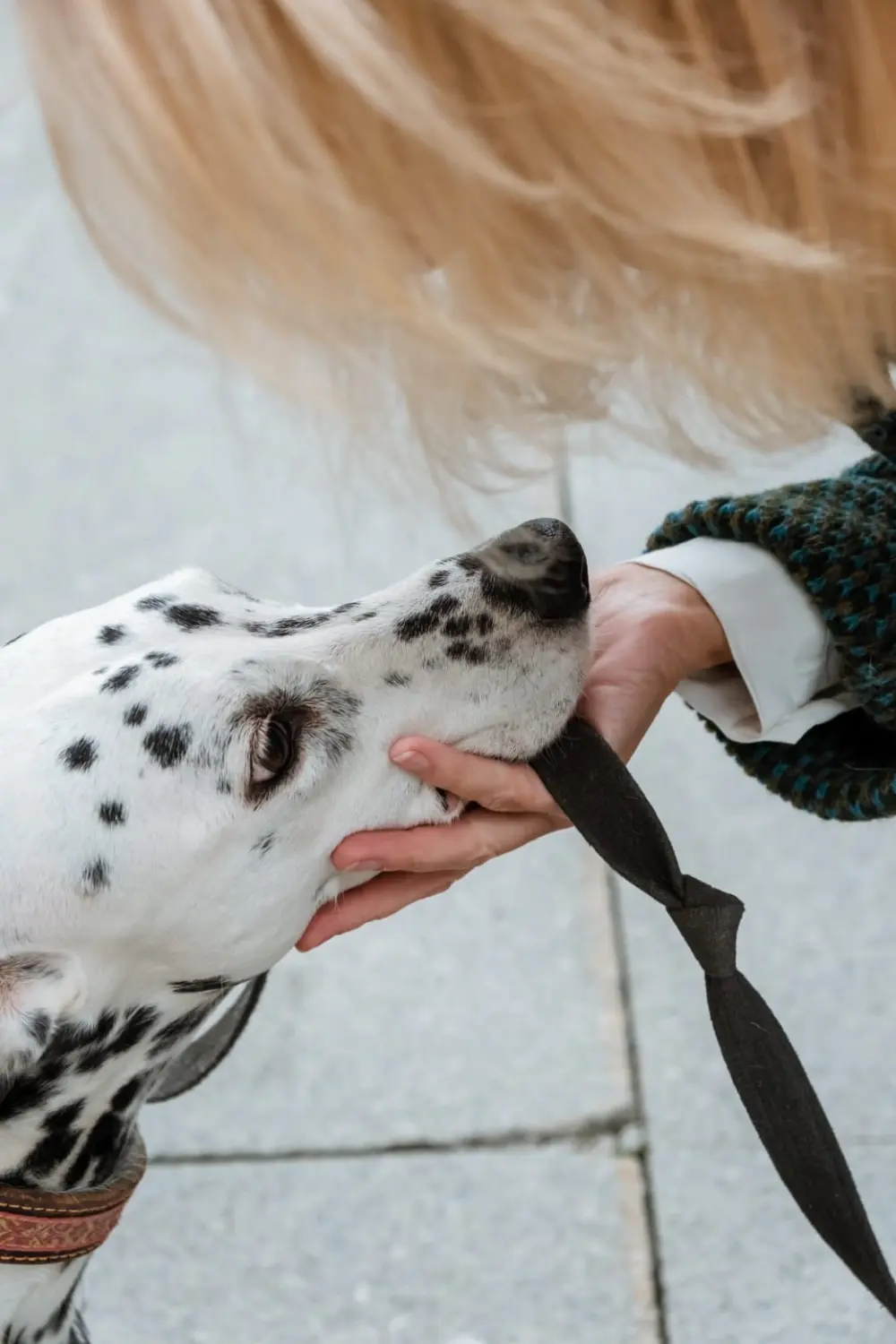 Fachtierarztpraxis Hund