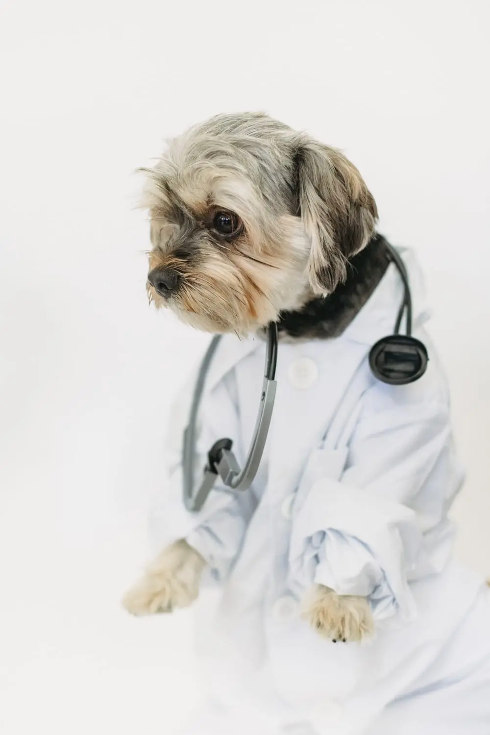 Hund im Arztoutfit