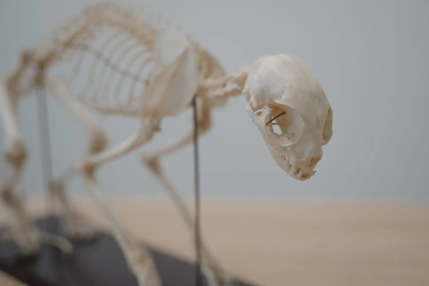 Skelett eines Hundes