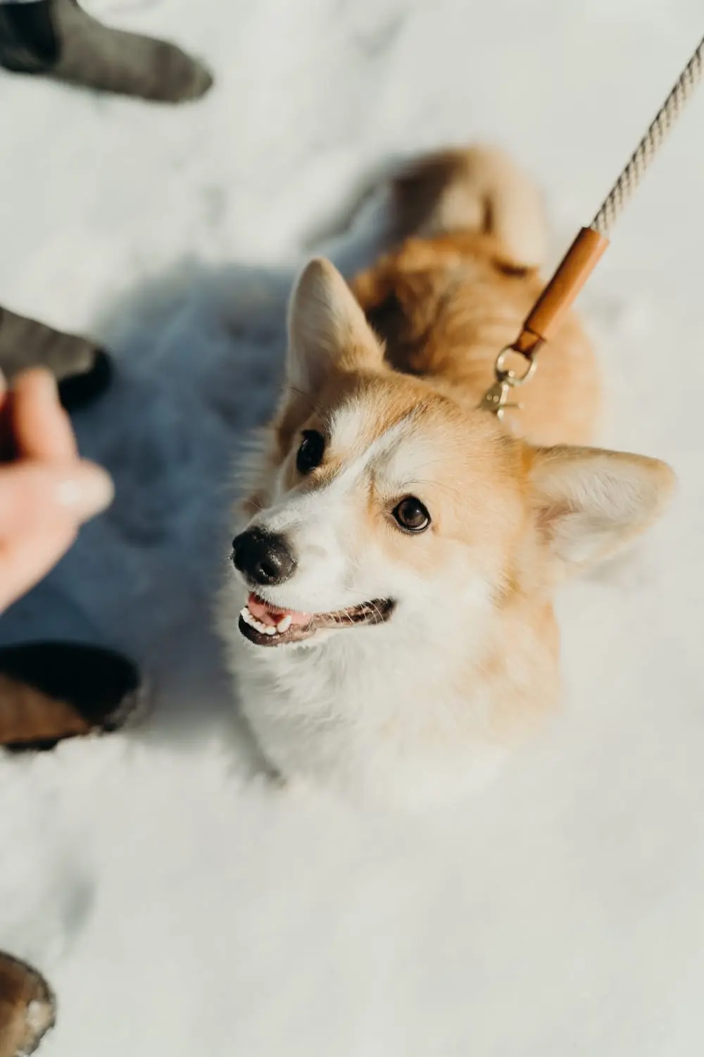 Fachtierarztpraxis Hund