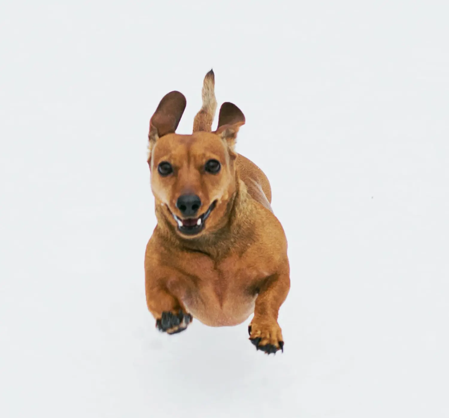 Hund
