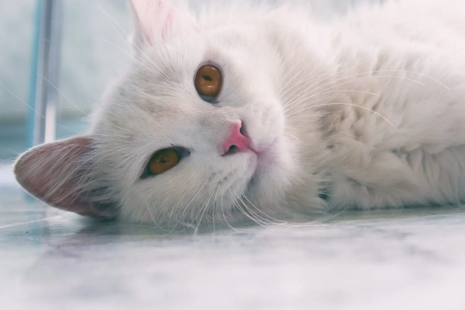 Katze