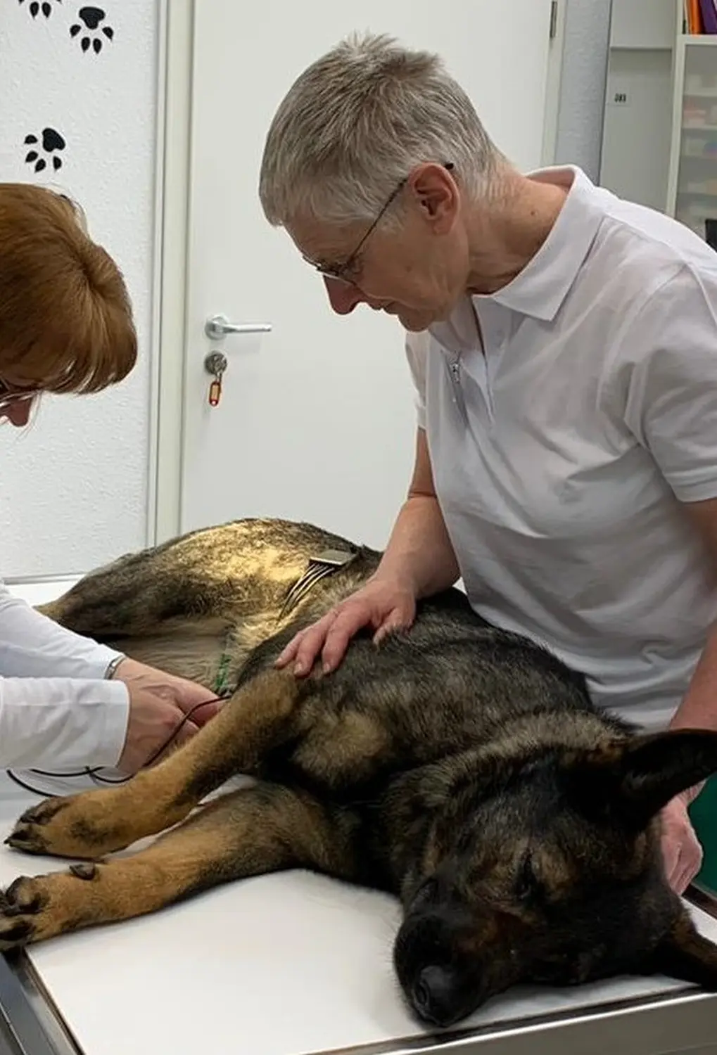 Ein Hund wird untersucht