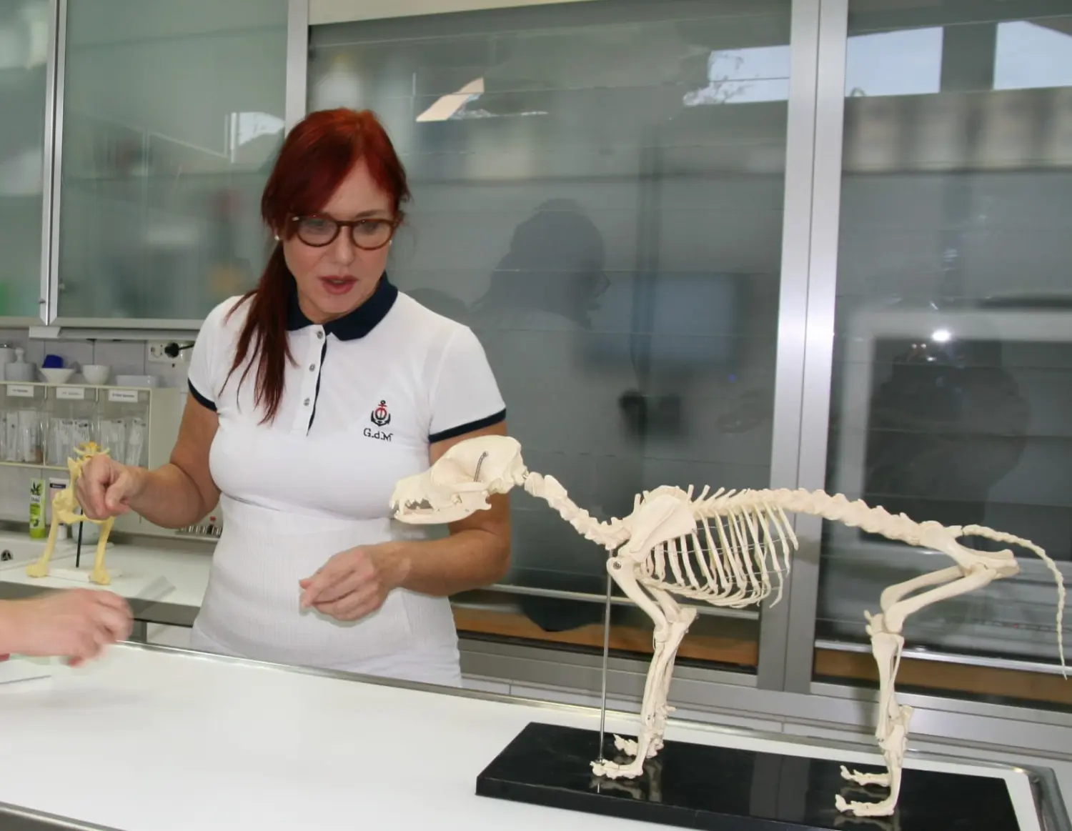 Krankenschwester, die das Skelett eines Haustieres betrachtet