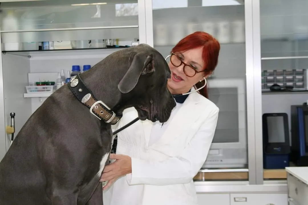 Ärztin untersucht einen Hund