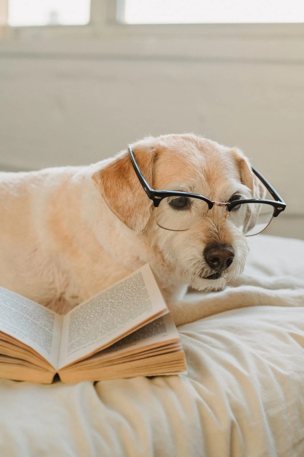 Hund mit Brille von Fachtierarztpraxis Dr. Valentin