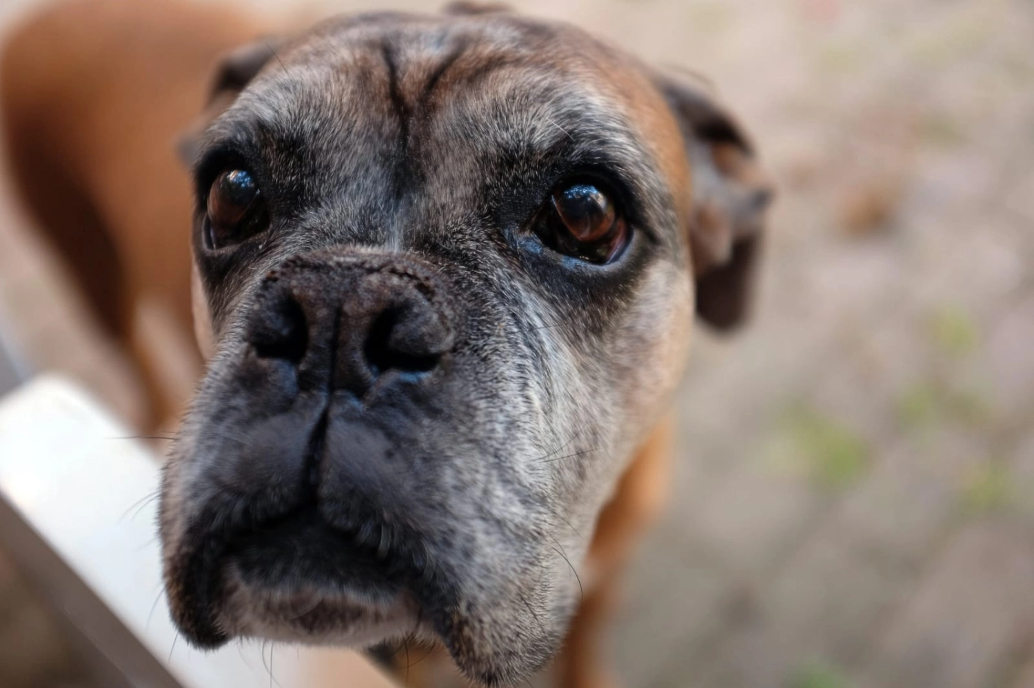 Hund von Fachtierarztpraxis Dr. Valentin