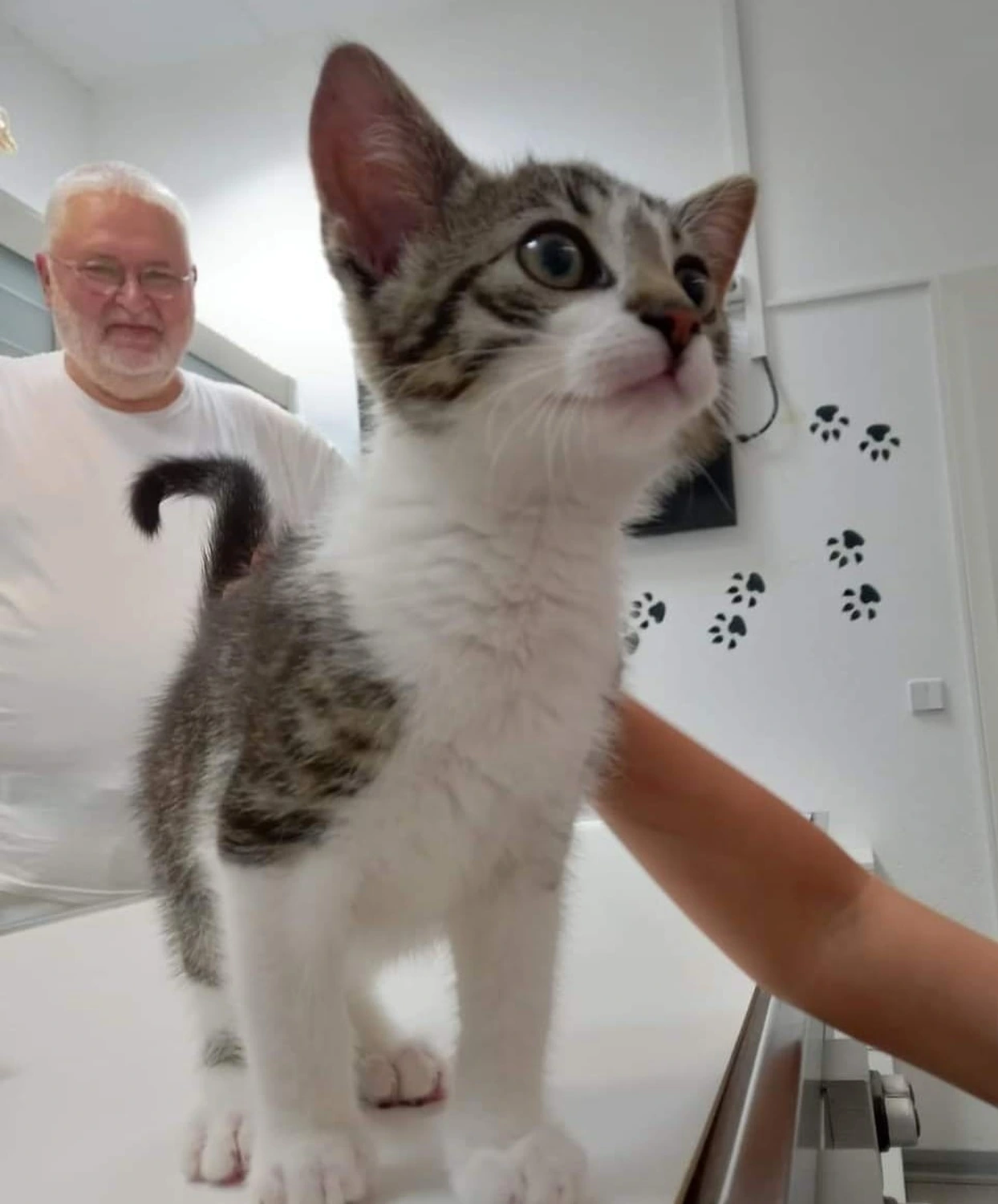 Kätzchen steht auf einem Tierarzttisch