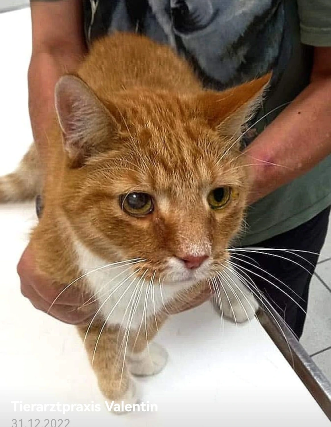 Katze wird untersucht