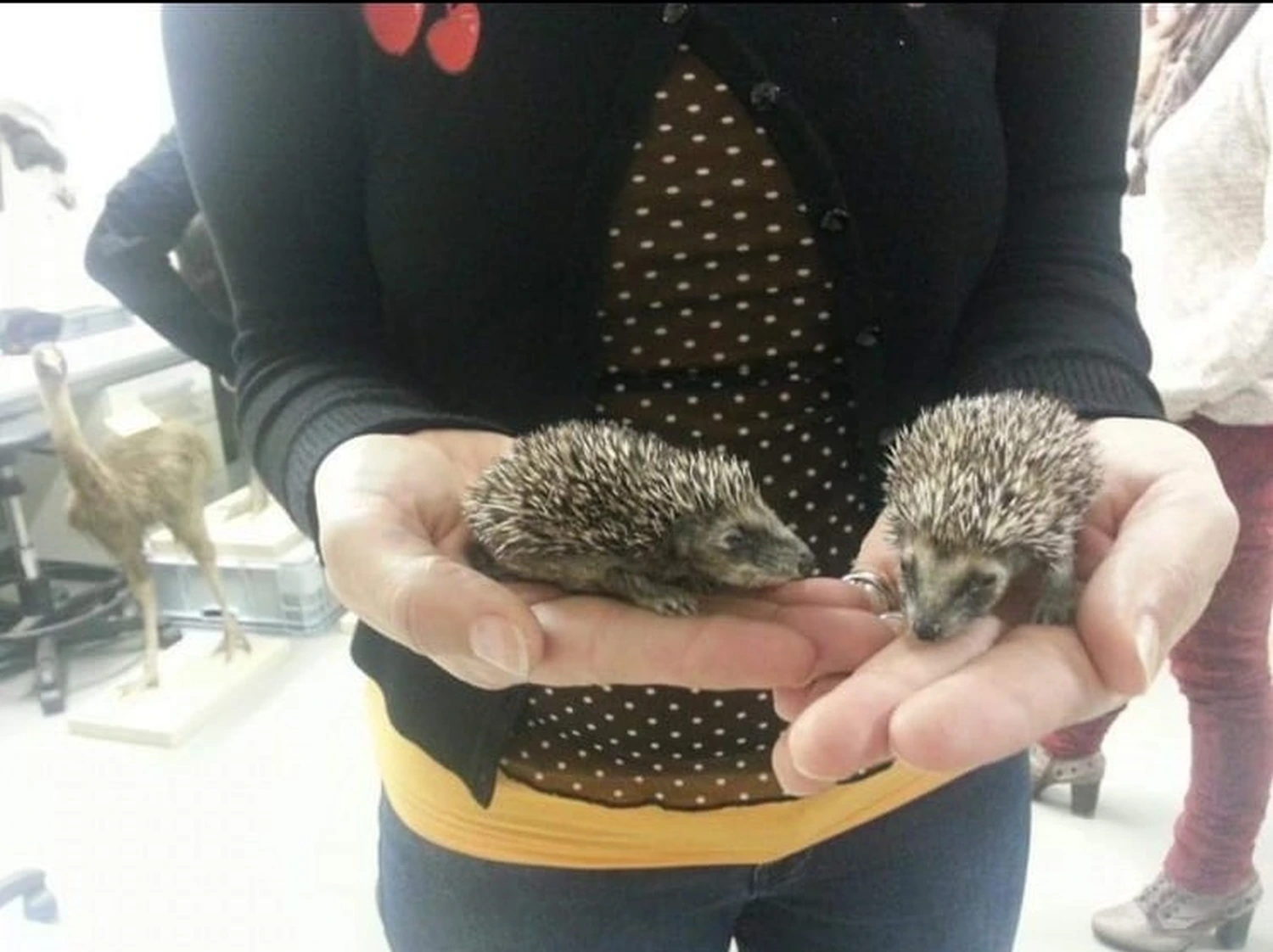 Baby-Igel
