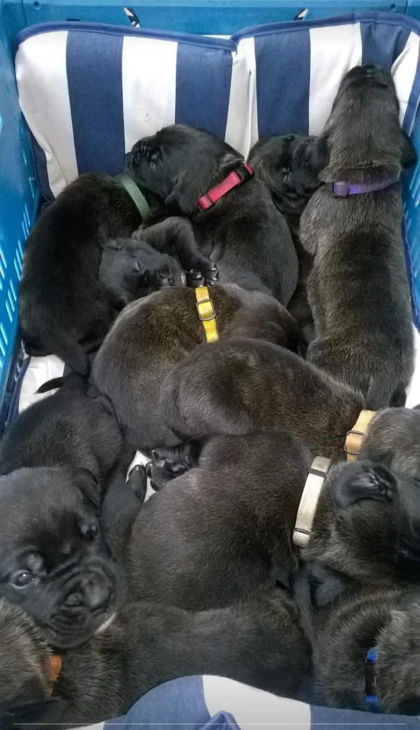 Schwarze Hunde