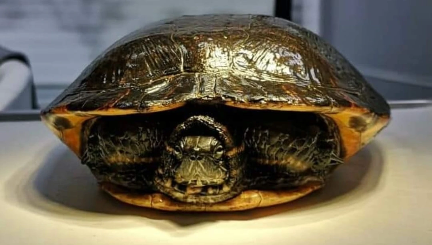 Schildkröte