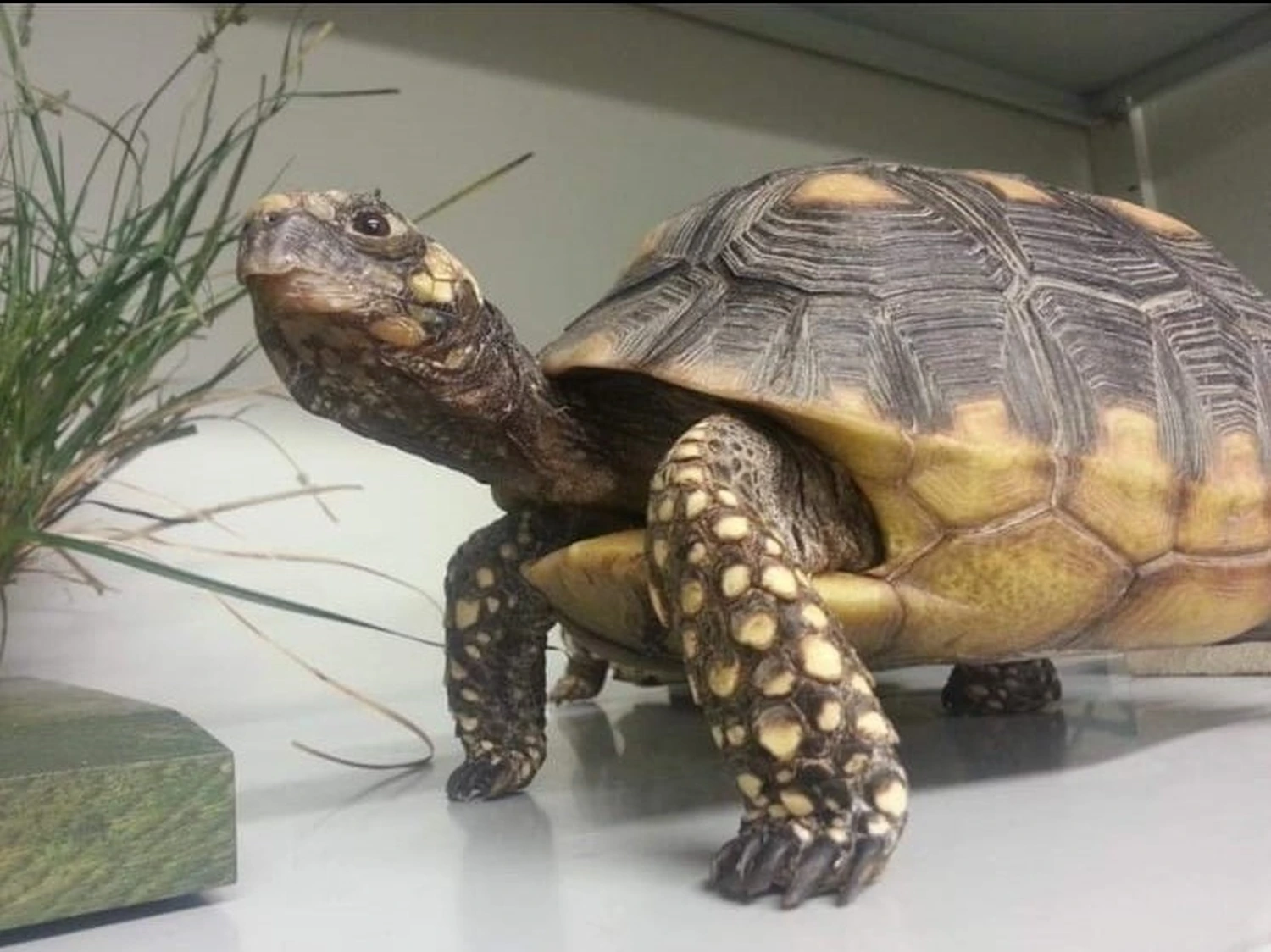 Schildkröte