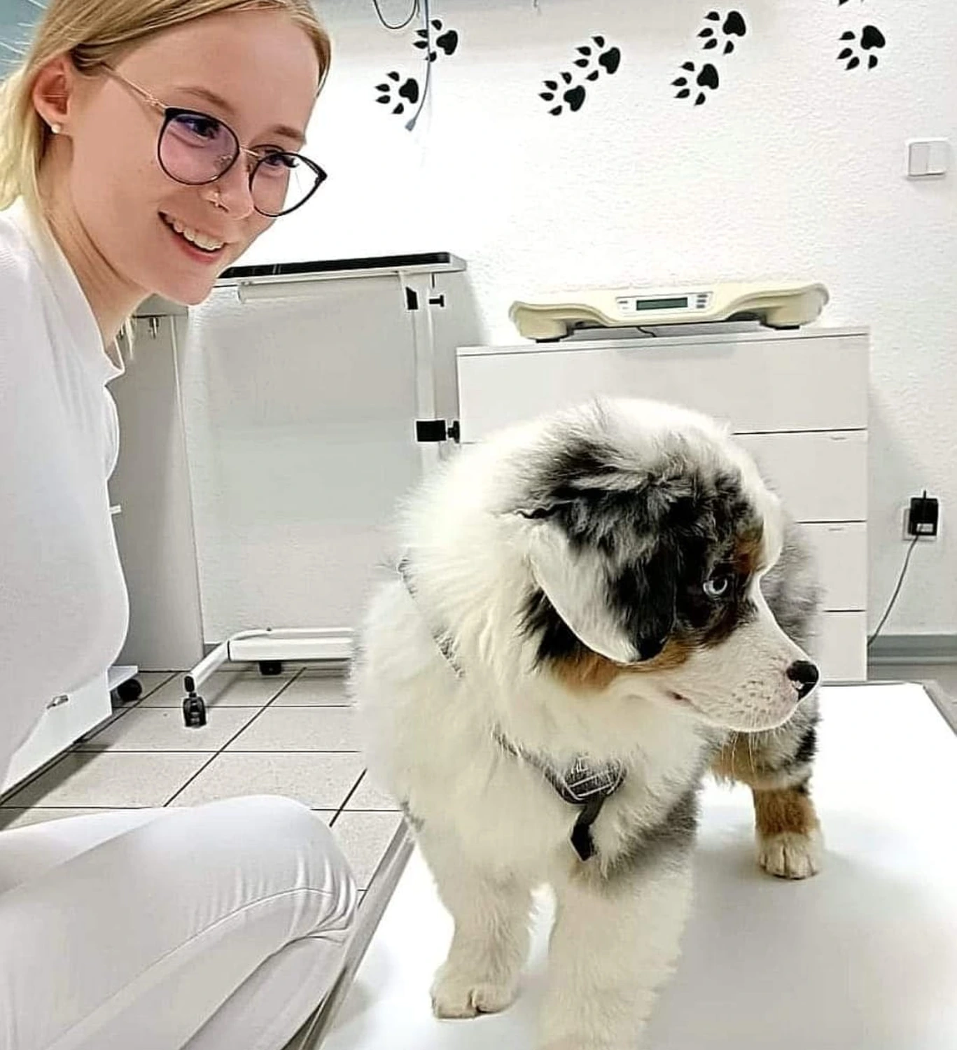 Krankenschwester und ein Hund im Tierarzt