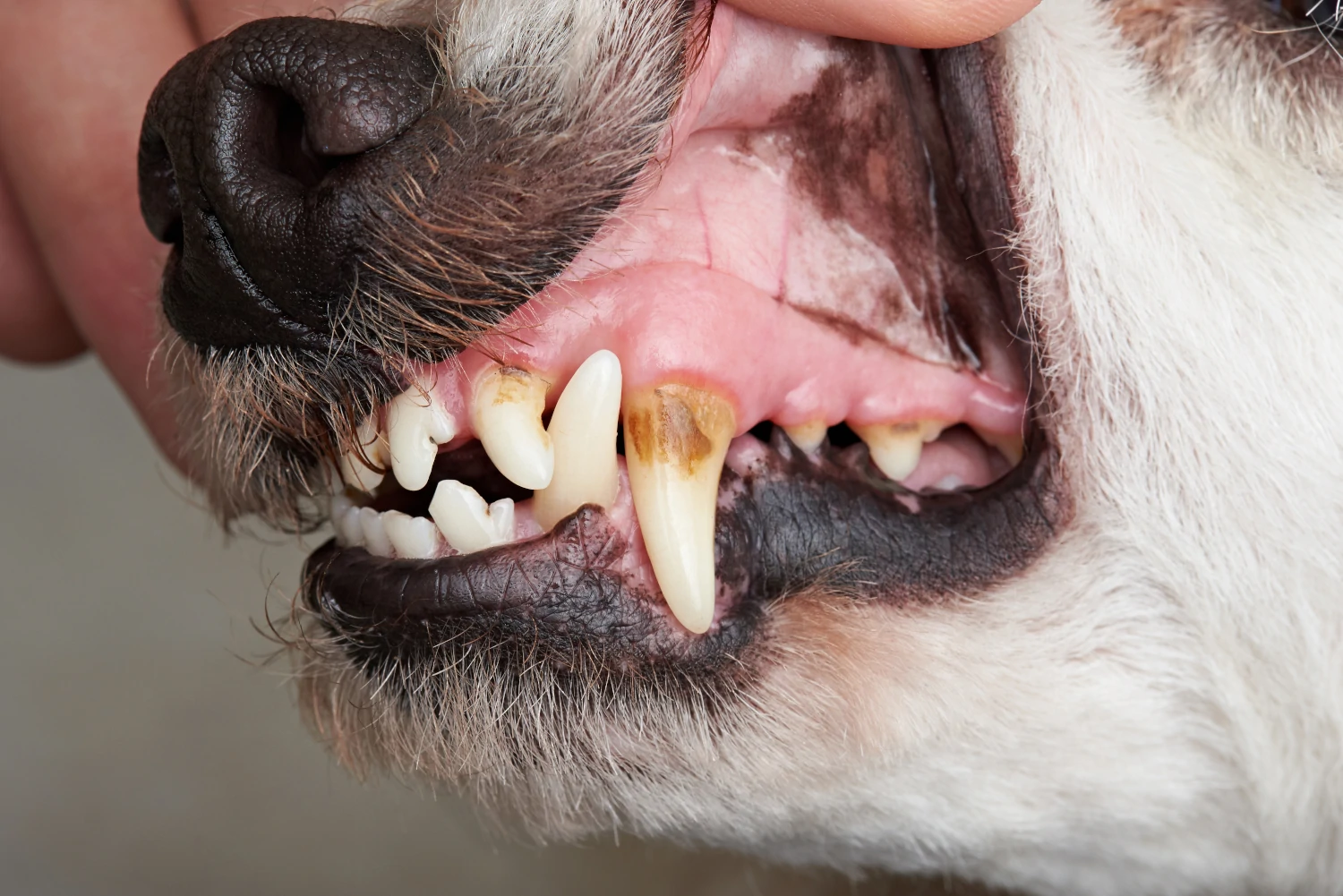 Pflege der Hundezähne
