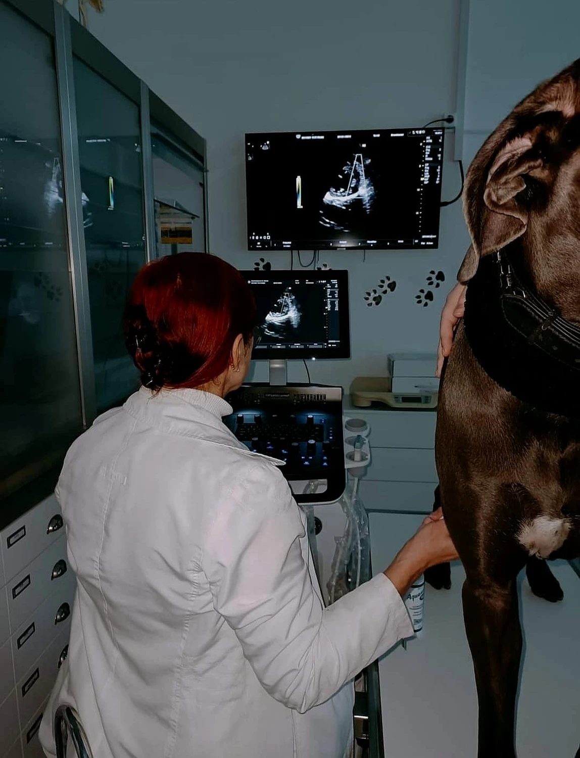 Ultraschall des Hundes